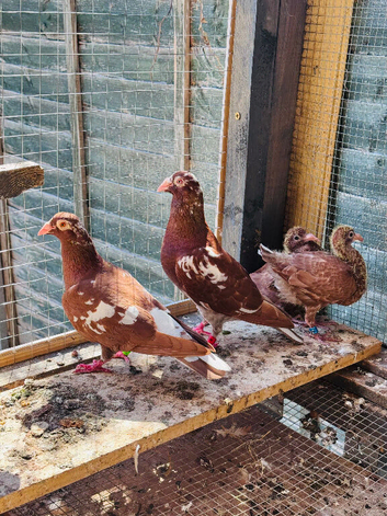 Meulman Chicks