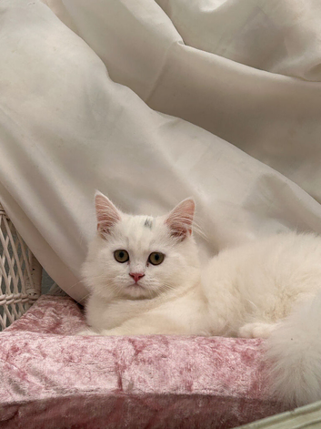1 Loving Persian male