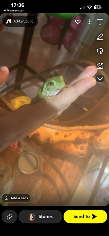 Two white tree frogs with teriarium