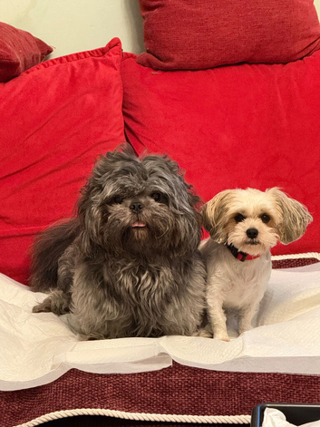 Puppy Shi Tzu