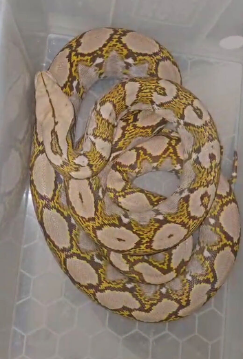 Mochino male reticulated python
