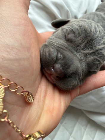 American bulldog mixed with mastiff puppy