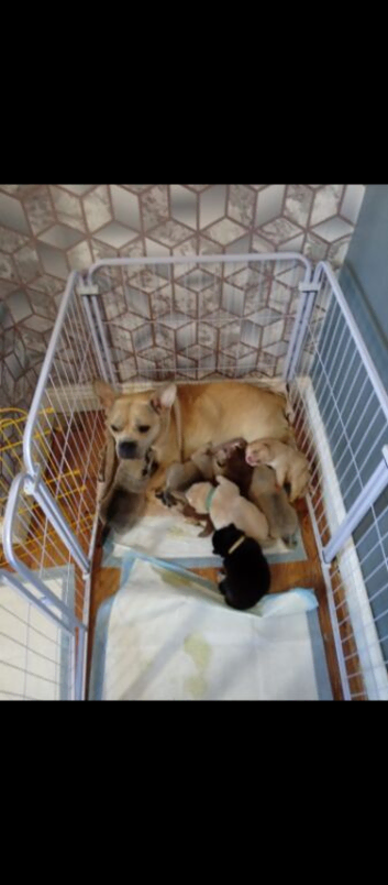 Chow chow X french staffie male pu