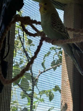 Young budgies and some year olds