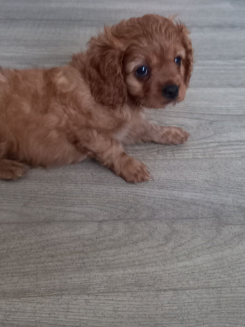 F1b cavapoo puppies