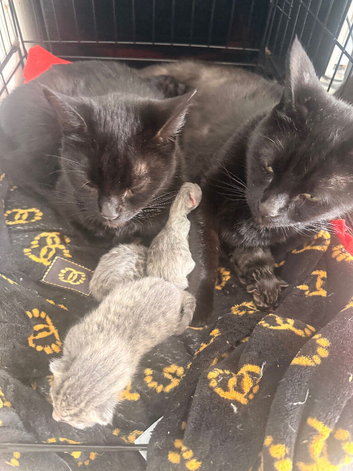 5 beautiful babies