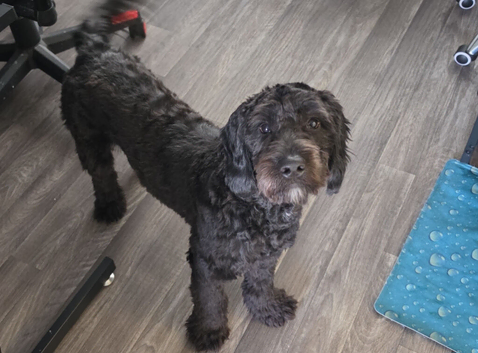 1yr old male cockapoo