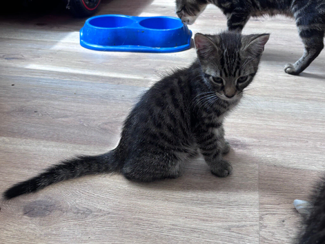 Kittens