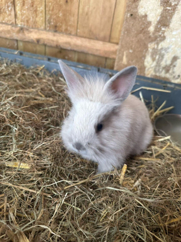 Baby rabbits for sale