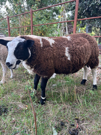 1 x pure Dutch spotted ram lamb
