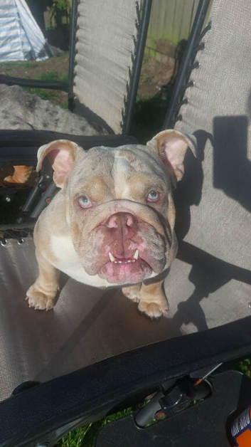 English bulldog
