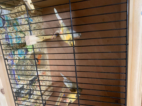 Harlequin canary&rsquo;s