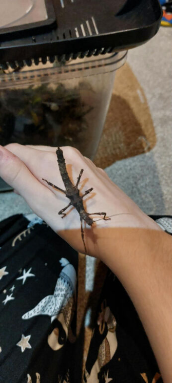 Giant Spiny Stick Insect (Eurycantha calcarata)