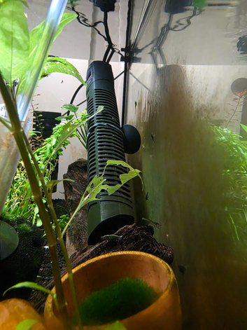 Neocardina Shrimp - full setup