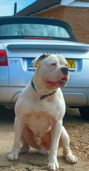 Johnson American Bulldog ** STUD **