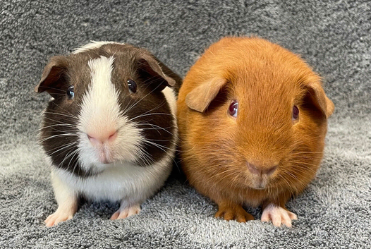 Guinea Pigs - Bonded baby boys &pound;25 the pair
