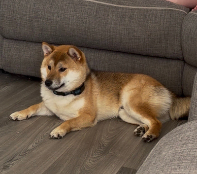 Male Sesame Shiba Inu