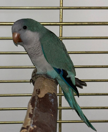 Hand tame Quaker parrot