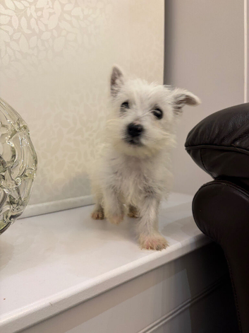 Male west highland puppy.