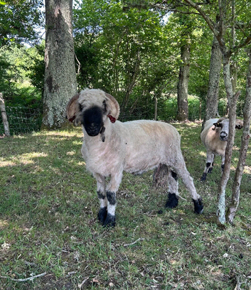 Pedigree Valais Blacknose Ram
