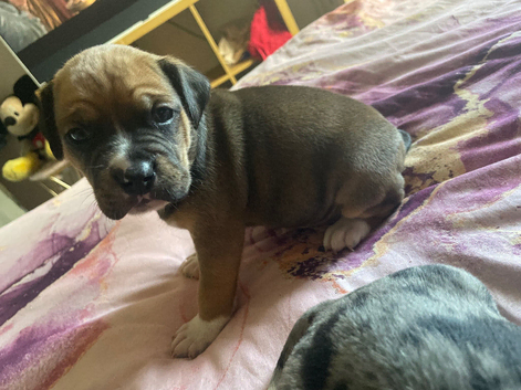 Last pup of litter