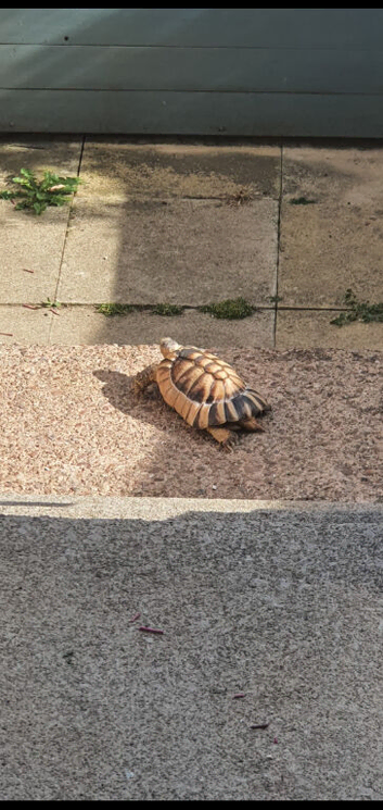 13 year old male marginated Tortoise called Alan for sale.