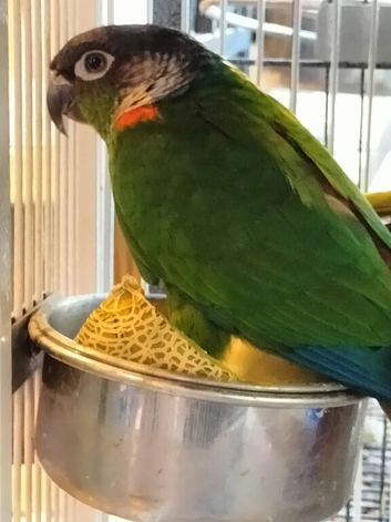 Conure