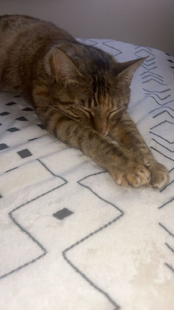 One of a kind female cat