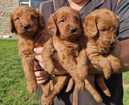 Dark fox red labradooles
