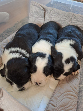 Sprollie puppies