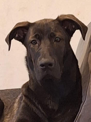 Great dane cross German sheperd