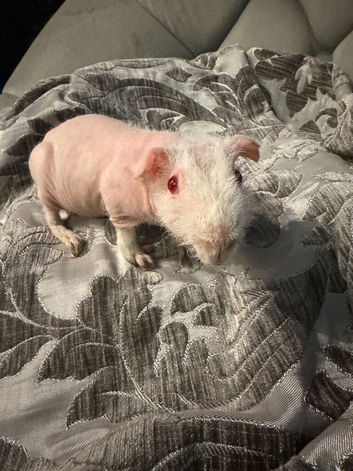 Female skinny pigs for sale