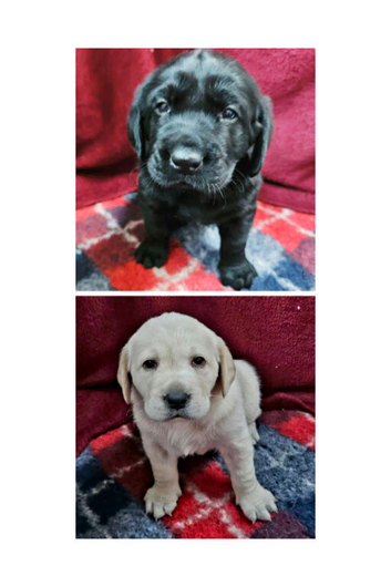 Labrador Retriever Puppies