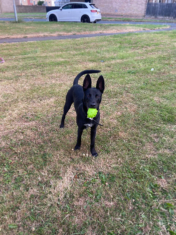 Belgian Malinois Whippet bull (wholly)