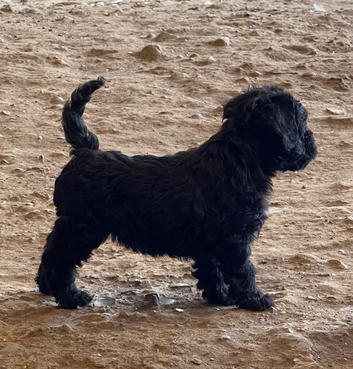 Froodle. Long haired French bulldog cross miniature poodle