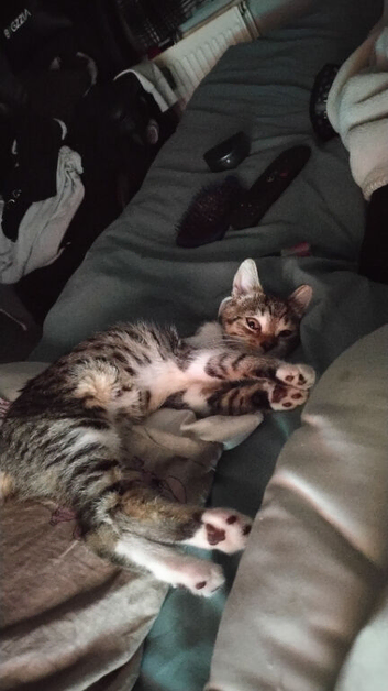 Meet Mila