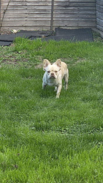 Fluffy frenchie