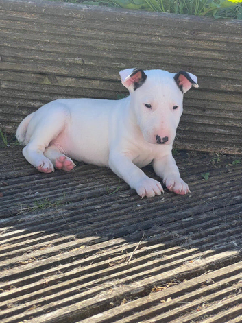 Female English bull terriers