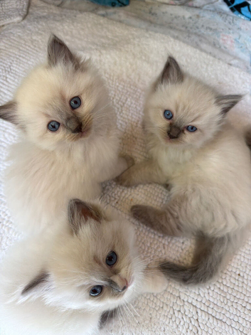 Amazing blue point kittens for sale