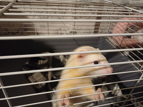 Male ferret