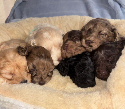 Beautiful F1 Cavapoo Puppies Health Tested Parents