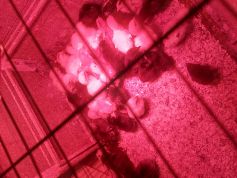 Chicks