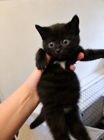 Black kitten with Bow Tie