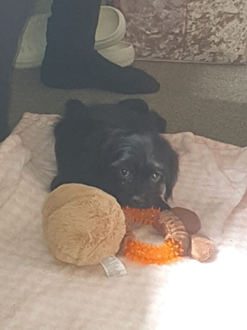 Female cavapoo x pug