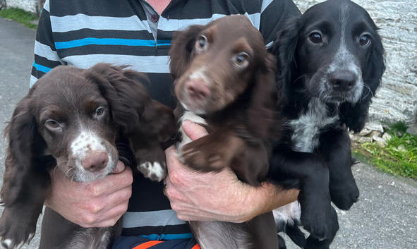 Ready now KC reg cocker spaniel pups