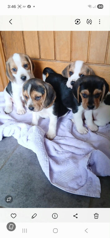 Beagle puppies