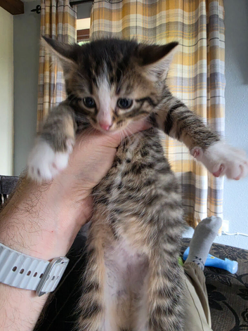 4 beautiful kittens needing new homes