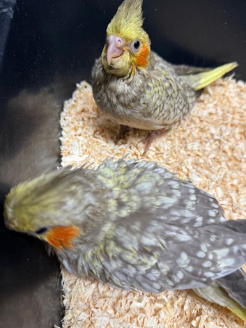 Hand reared Cockatiels
