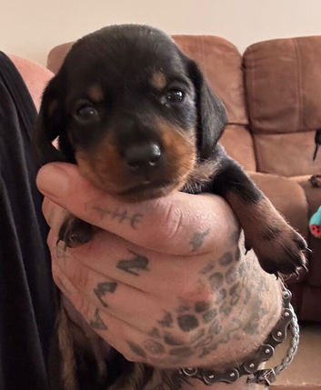 Dachshund puppy (female)