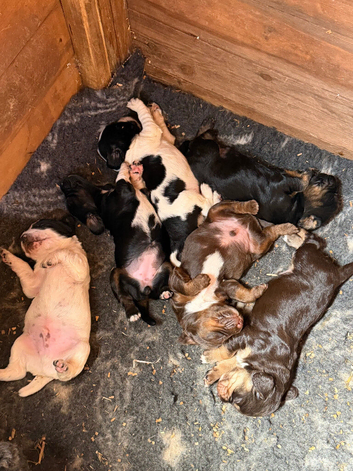 Beautiful Sprocker Puppies from working Kc reg parents